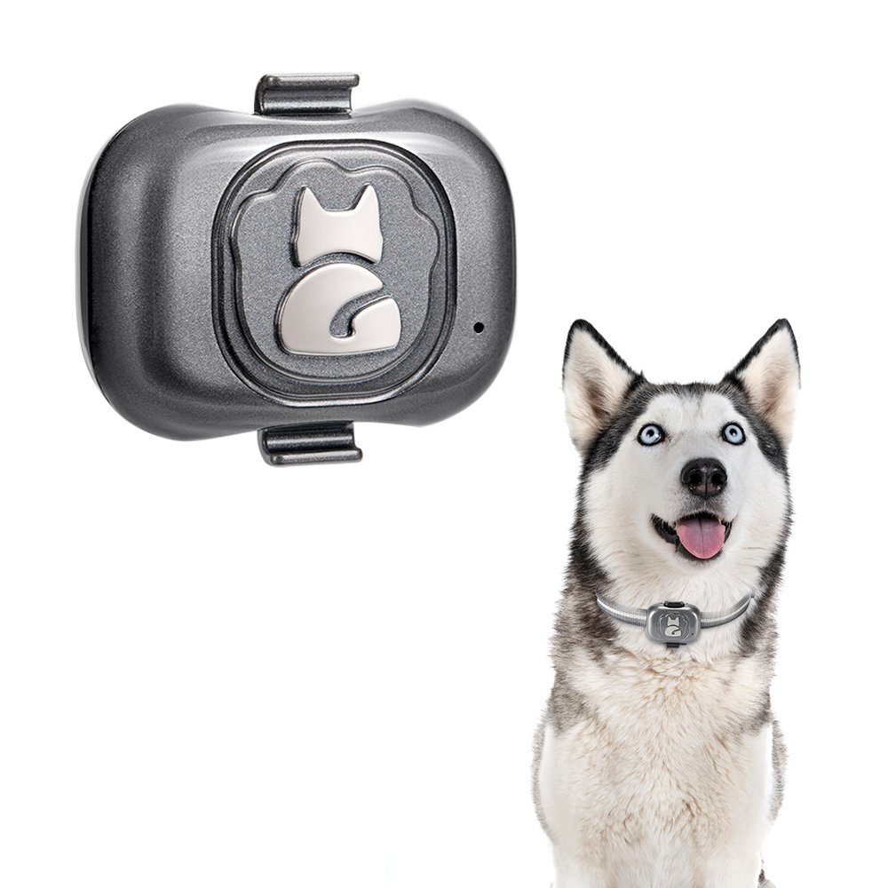 siberian husky in studio